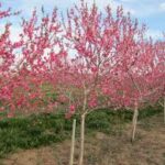 Birnam Orchards Ltd.